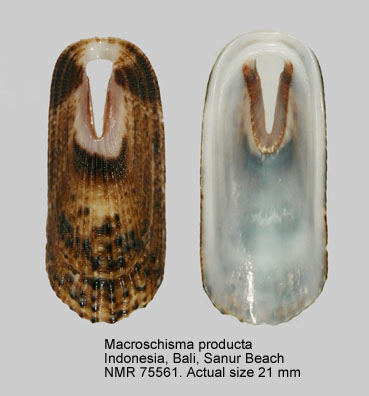 Macroschisma productum (2).jpg - Macroschisma productumA.Adams,1850